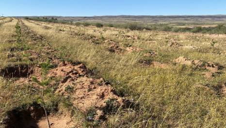 Honda在华企业联合植树造林工程再拓千亩新绿 持续十八载 践行绿色承诺